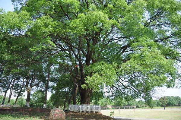 AEBCC6CB6549D9C48227A153207_521DA570_17F1F