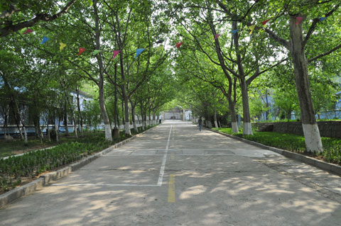 校园林荫道