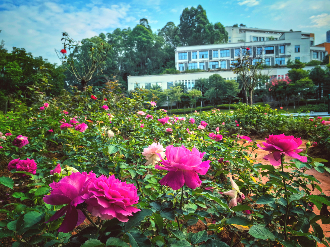 玫瑰园