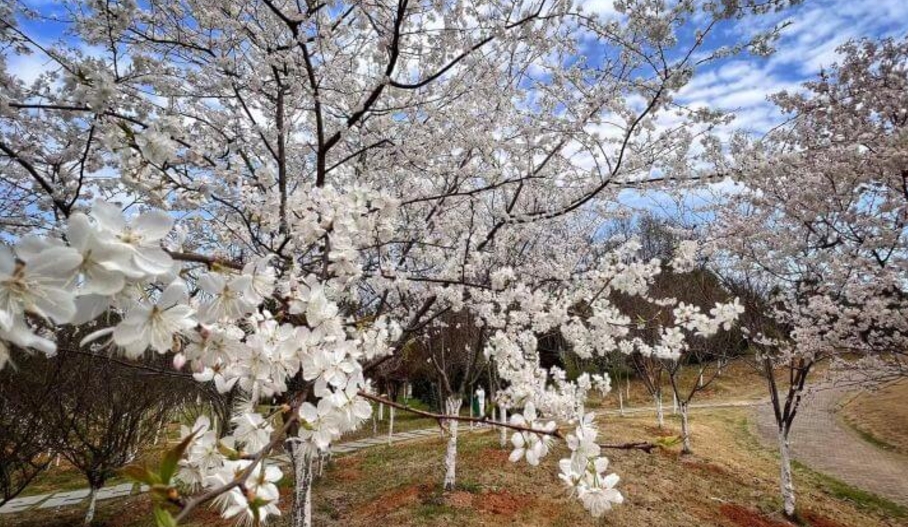 屏幕截图_29-11-2024_154050_www.gaokao.cn